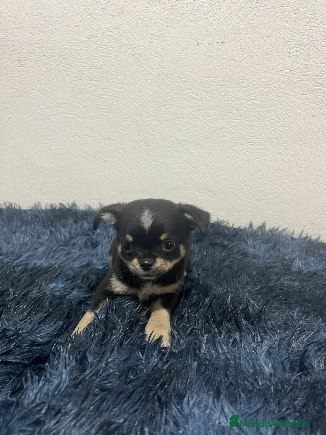 Chihuahua perros en venta: Chihuahua único  - Anuncio 2