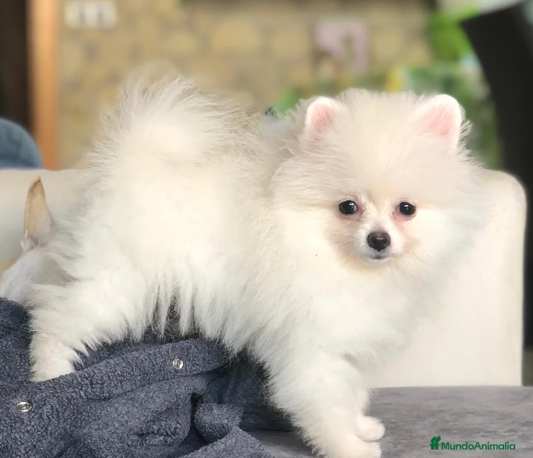 Pomerania perros en venta: Pomerania miniatura blanca - Anuncio 2