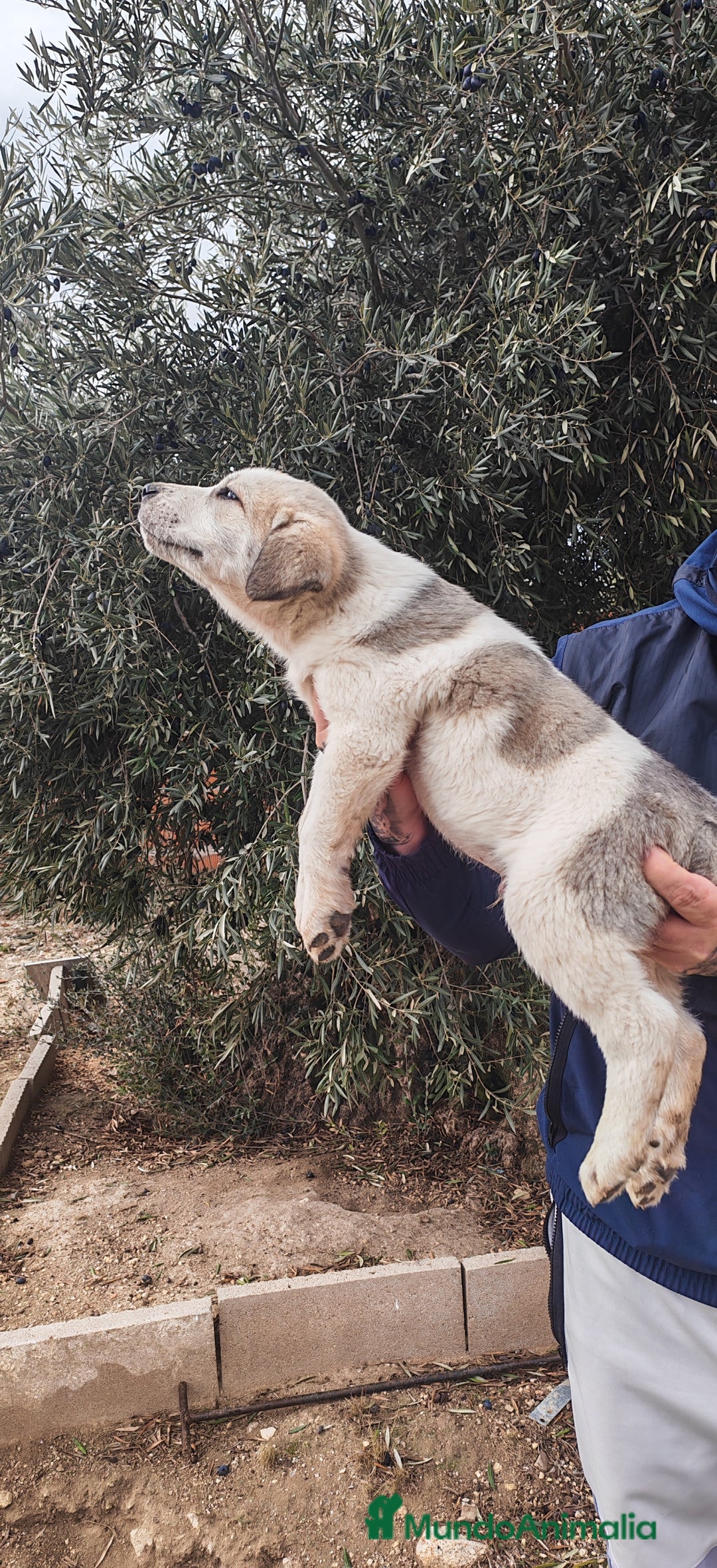 Mastín Español perros en venta: MASTÍN ESPAÑOL - Anuncio 3