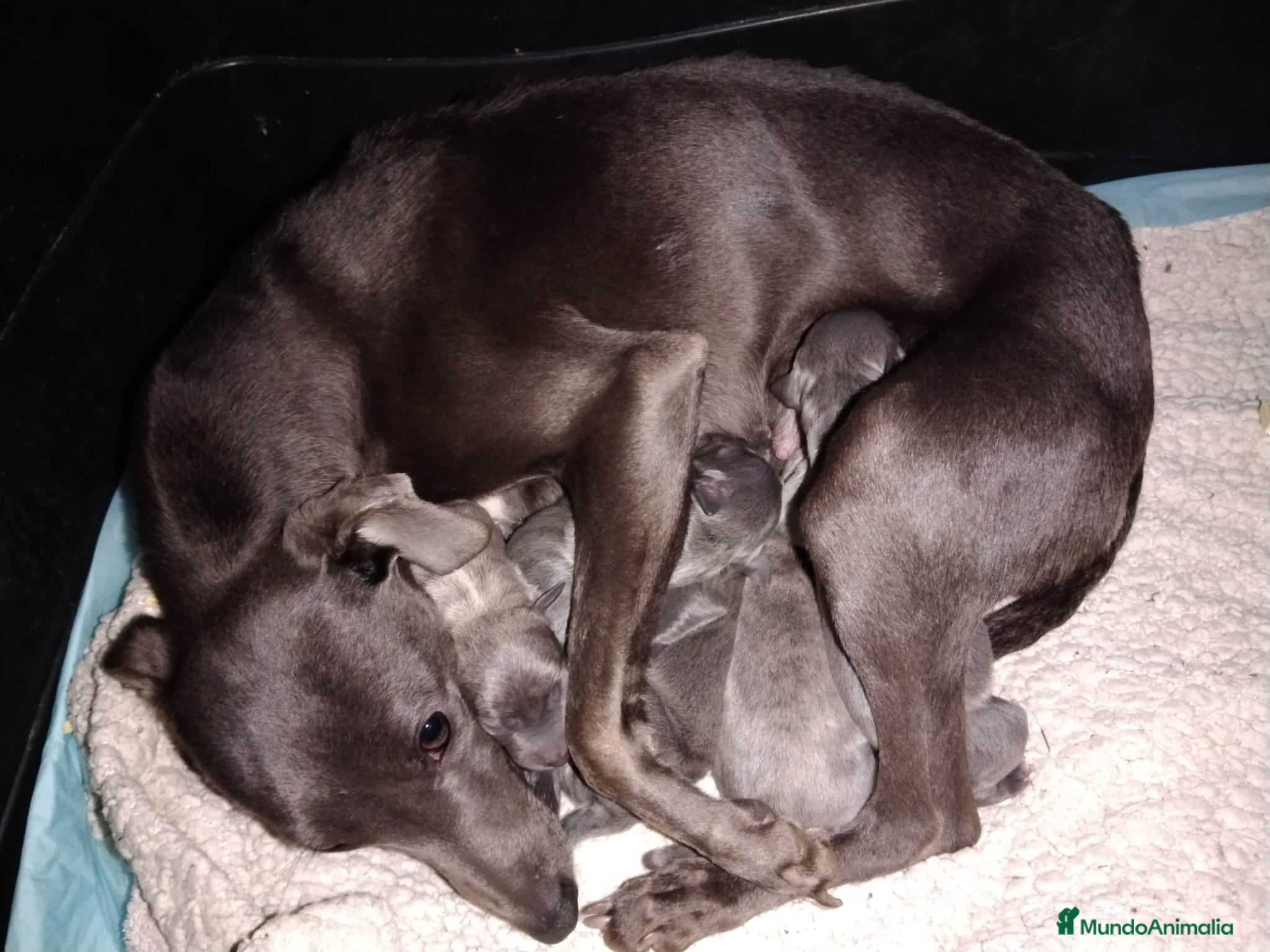 Raza Mixta perros Próxima camada  - Anuncio 1