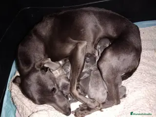 Raza Mixta perros Próxima camada - Anuncio 1