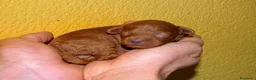 Caniche Toy perros en venta: Hembras de caniche toy - Anuncio 4