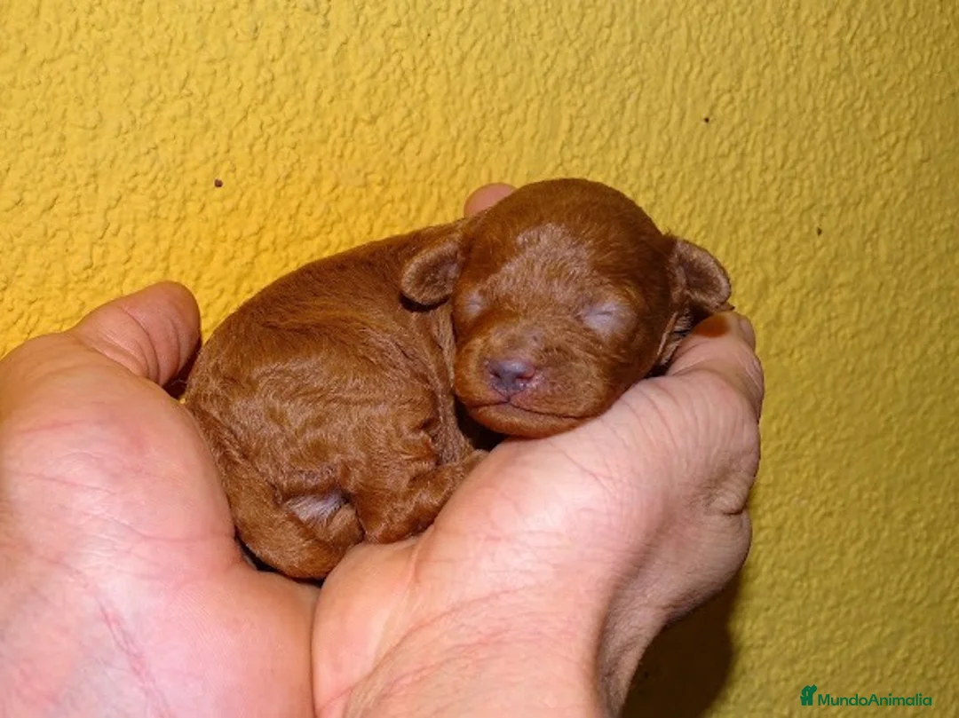 Caniche Toy perros en venta: Hembras de caniche toy - Anuncio 4