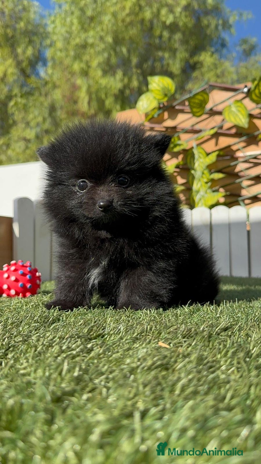 Pomerania perros en venta: POMERANIA HEMBRA - Imagen 5