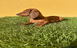 Yorkshire Terrier perros en venta: milcachorros.es disponemos casi todas las razas  - Imagen 11