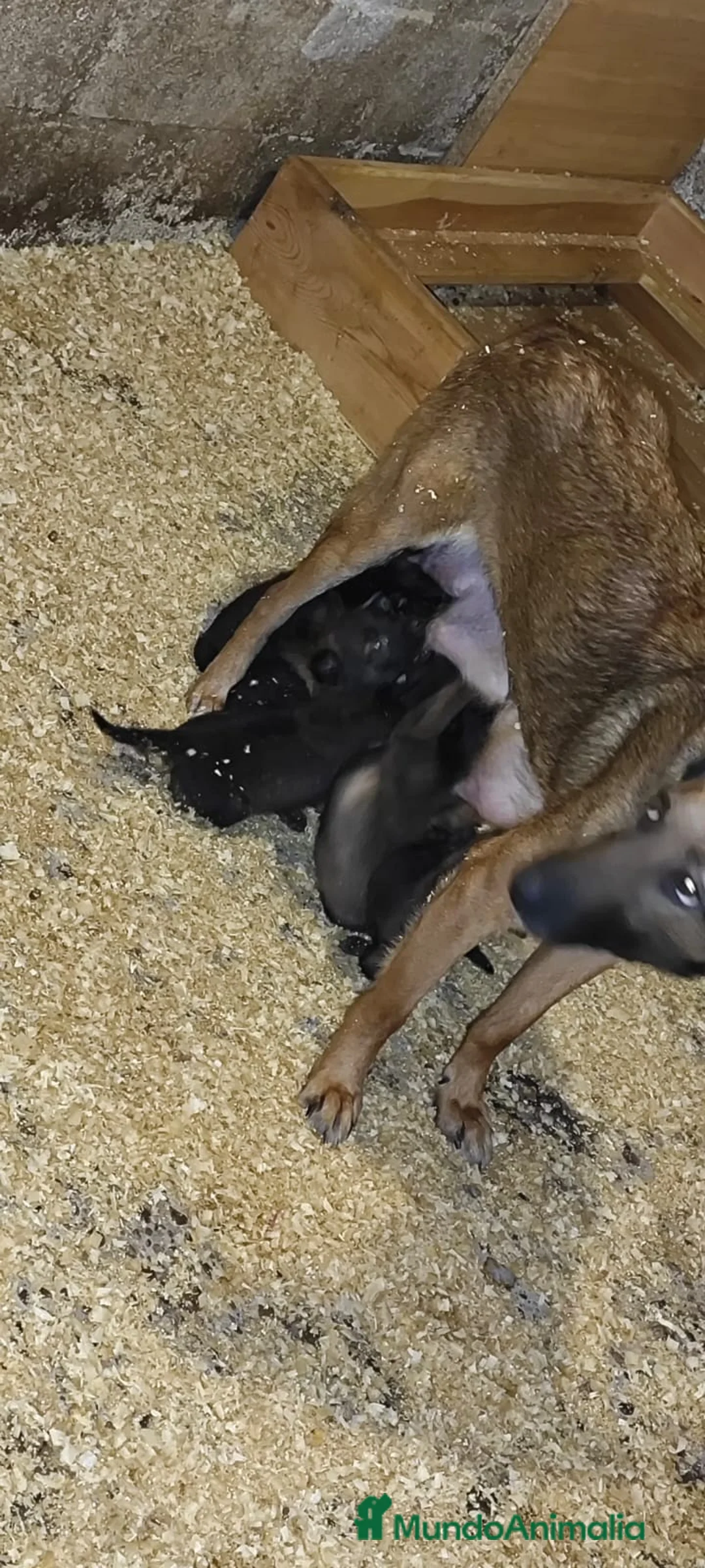 Pastor Belga Malinois perros en venta: Pastor belga malinois  - Anuncio 14