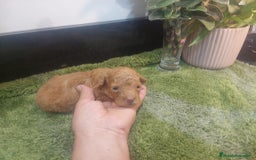 Maltipoo perros en venta: MALTIPOO MACHO CALIDAD - Imagen 2