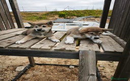 Shiba Inu perros en venta: Cachorros de Shiba Inu - Imagen 3