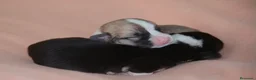 Welsh Corgi Pembroke perros en venta: Preciosas cachorras de Welsh corgi Pembroke - Anuncio 10