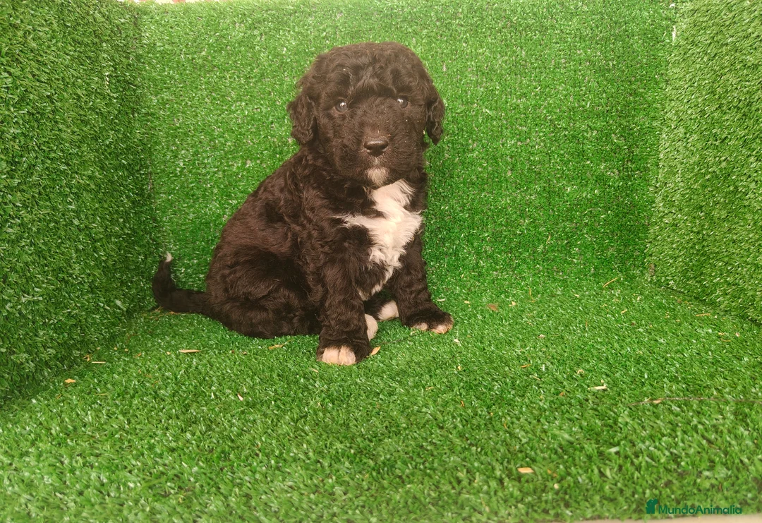 Perro de Agua Español perros en venta: Perros de agua - Anuncio 16