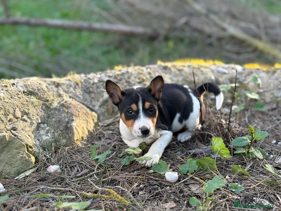 Basenji perros en venta: 🐾 Cachorros Basenji Exclusivos 🐾 - Anuncio 7