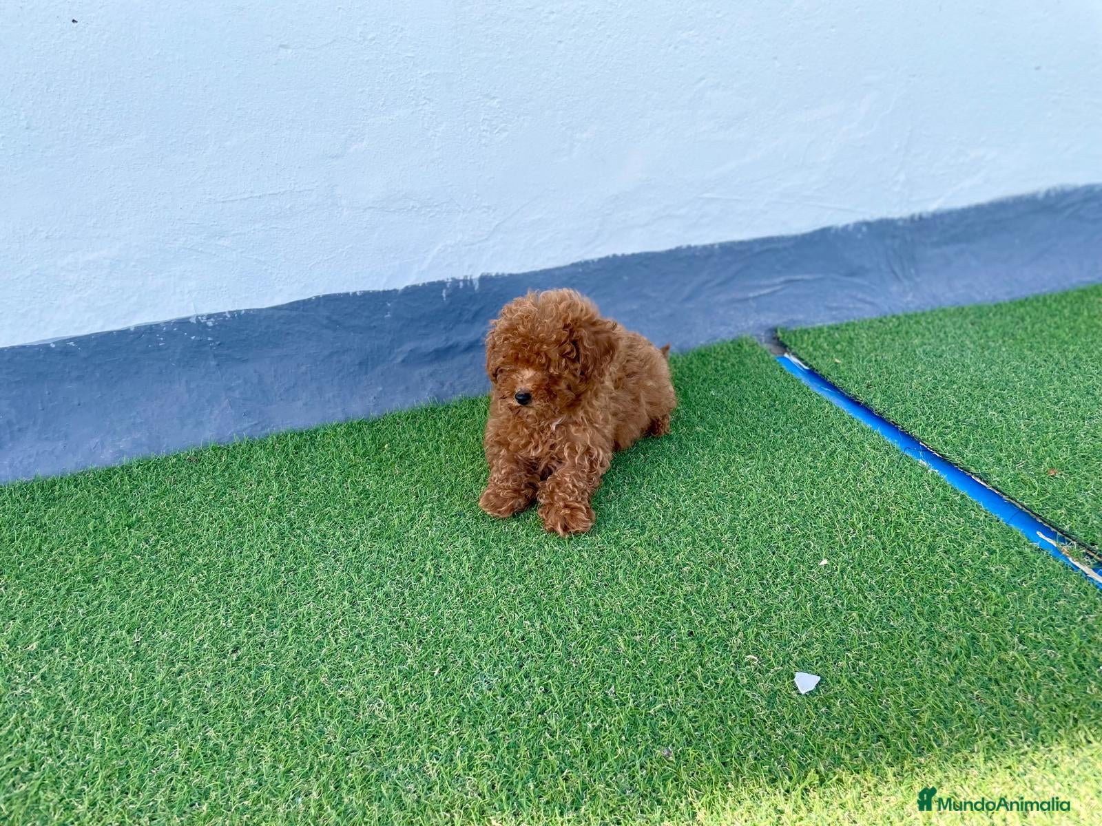 Caniche Toy perros Camada de Caniche toy  en Granada - Anuncio 2