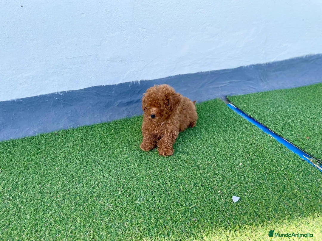 Caniche Toy perros en venta: Camada de Caniche toy  en Granada - Anuncio 2