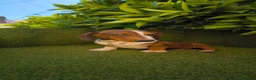Teckel Miniatura perros en venta: teckel arlequin daple macho - Anuncio 5