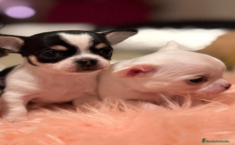 Chihuahua perros - Propaganda 4