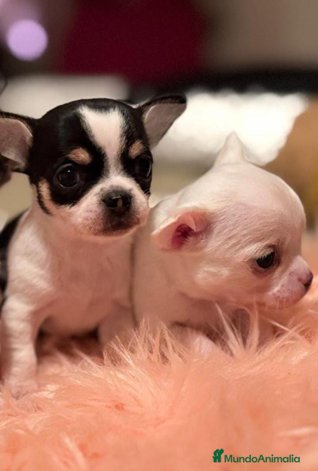 Chihuahua perros en venta: CHIHUAHUAS MINI TOYS - Imagen 1