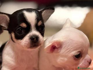 Chihuahua perros CHIHUAHUAS MINI TOYS - Anuncio 8