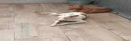 Podenco Andaluz perros en venta: Podenca andaluz  - Anuncio 6
