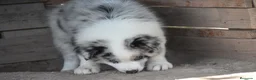 Border Collie perros en venta: Cachorro de Border Collie disponibles - Anuncio 7