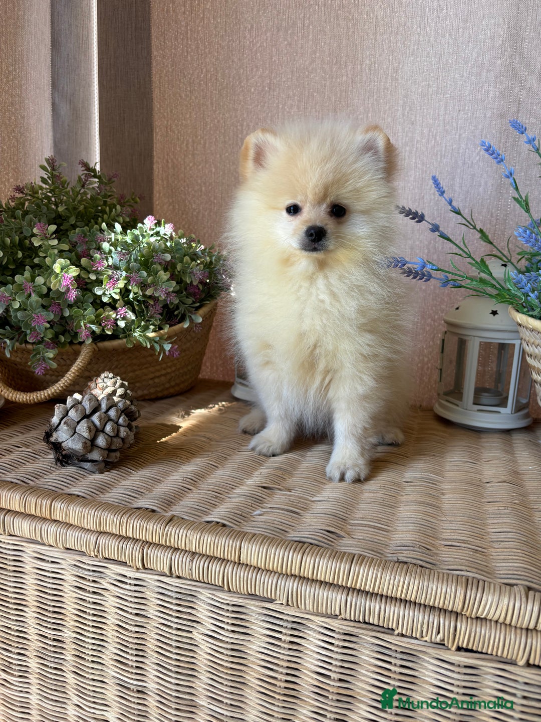 Pomerania perros en venta: Pomerania vacunación completa y chip - Anuncio 5