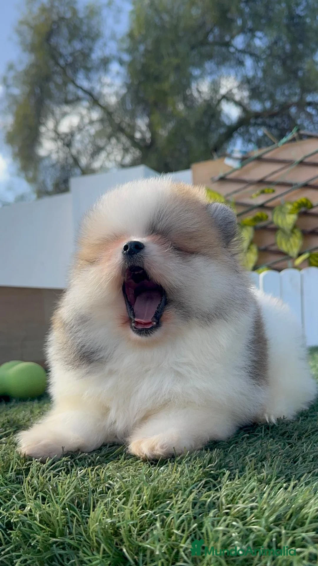 Pomerania perros en venta: POMERANIA MACHO - Anuncio 14