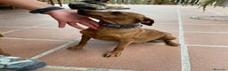 Pinscher Miniatura perros en venta: Mini pinscher  - Anuncio 2