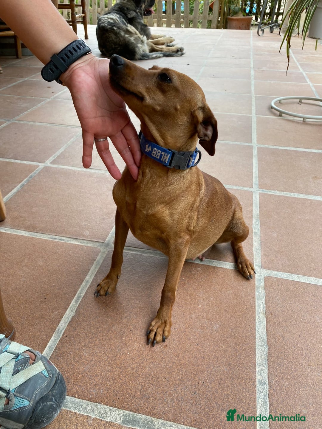 Pinscher Miniatura perros en venta: Mini pinscher  - Anuncio 2