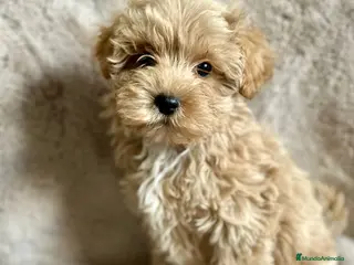 Maltipoo perros MALTIPOO APRICOT MACHO - Anuncio 1