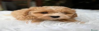 Maltipoo Cachorro 5
