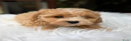 Maltipoo perros en venta: MALTIPOO APRICOT CREMA  - Anuncio 3