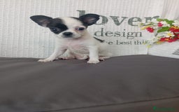 Chihuahua perros en venta: Chihuahua hembra  - Imagen 3
