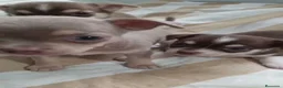 Chihuahua perros en venta: Chihuahua toy machos  - Anuncio 2