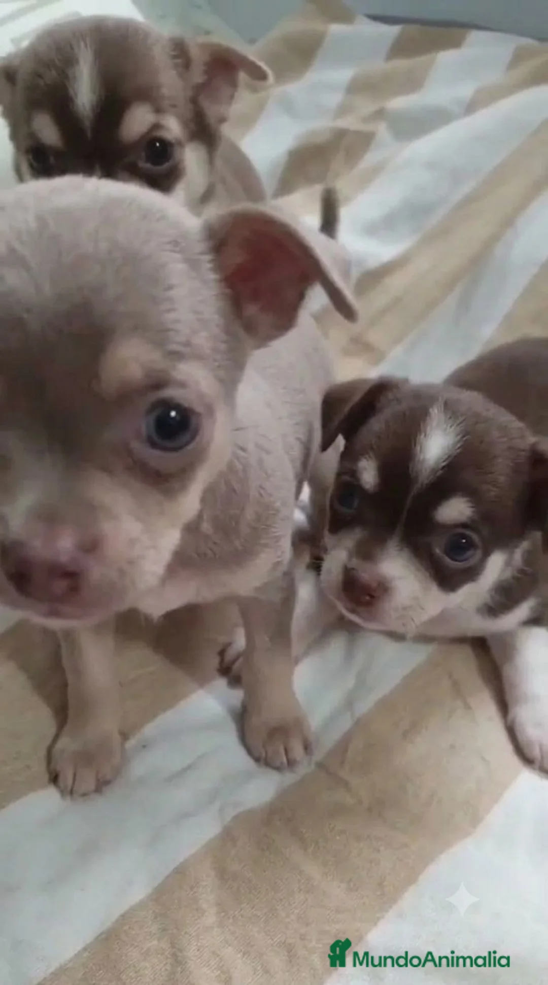 Chihuahua perros en venta: Chihuahua toy machos  - Anuncio 2