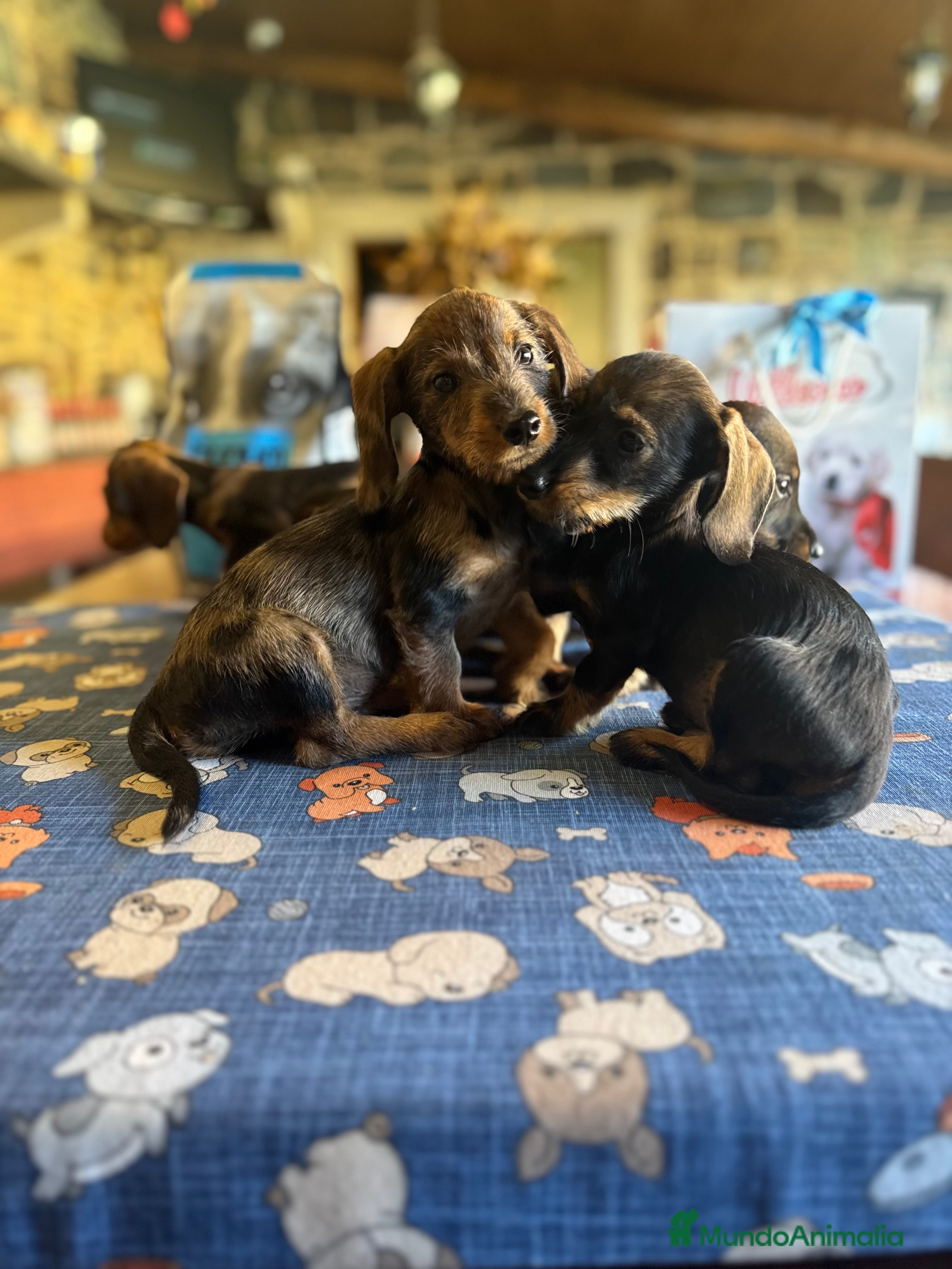 Teckel perros Teckel  - Anuncio 1