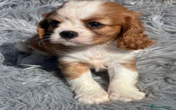 Cavalier King Charles Spaniel perros en venta: Cavalier blenheim - Imagen 3
