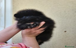 Pomerania perros en venta: Hembrita línea coreana y rusa  - Imagen 1
