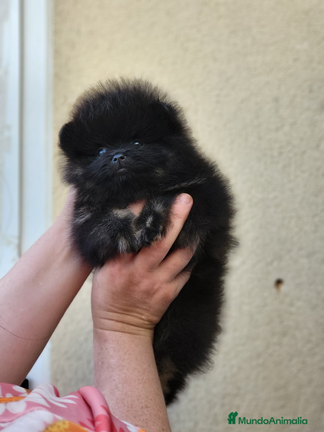 Pomerania perros en venta: Hembrita línea coreana y rusa  - Imagen 1