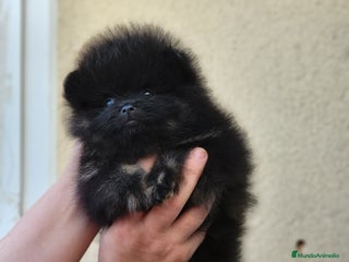 Pomerania perros - Anuncio 23