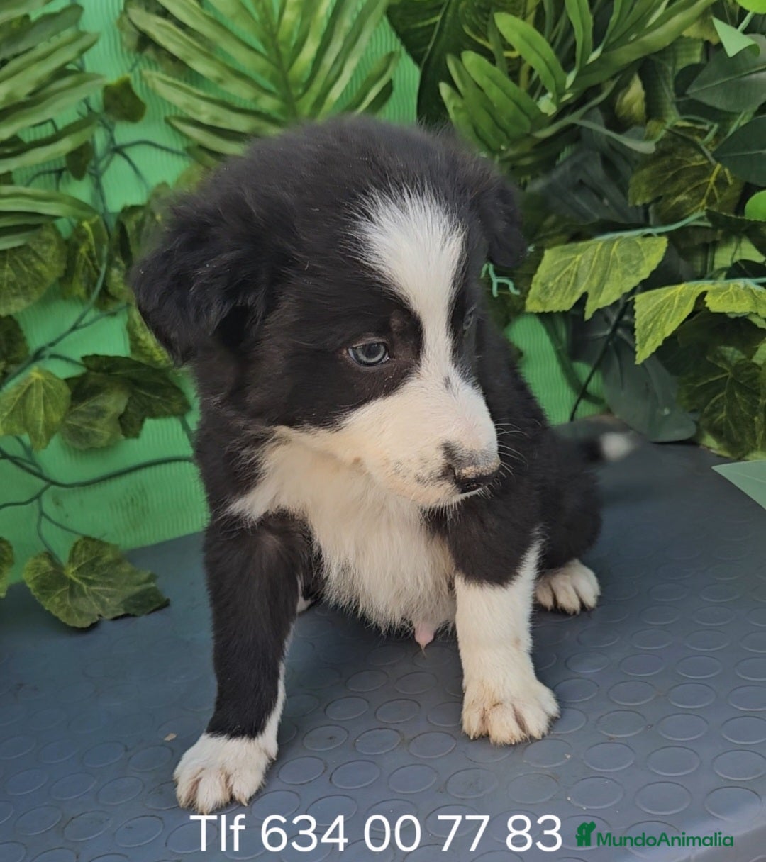 Border Collie perros en venta: Excelente cachorro border collie  - Anuncio 3