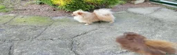 Pomerania perros en venta: Cachorrita de Pomerania  - Anuncio 4
