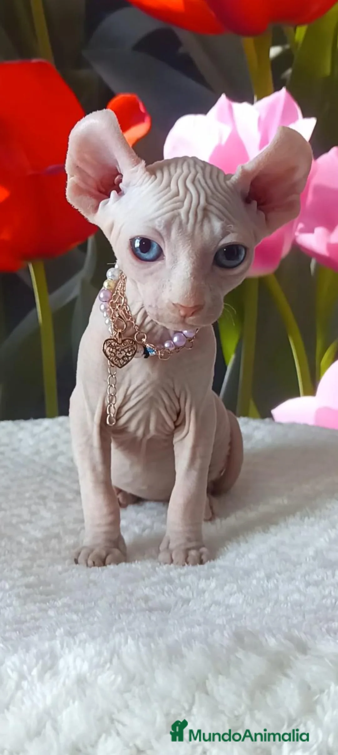 Sphynx gatos en venta: SPHYNX  en Madrid - Anuncio 2