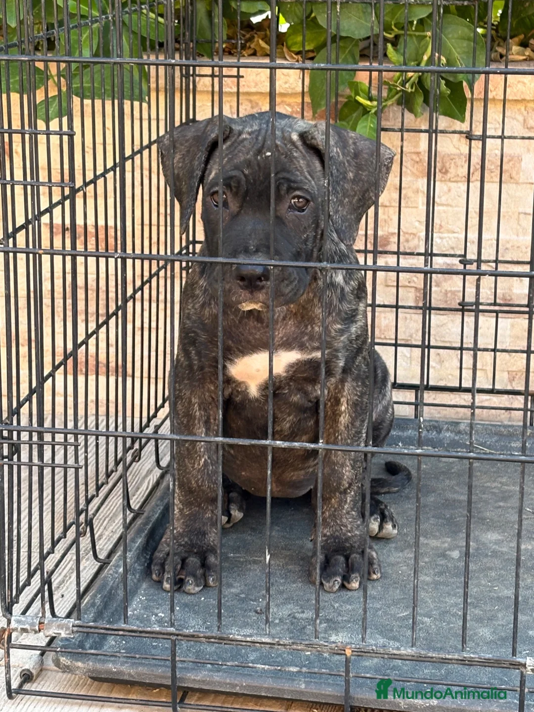 Presa Canario perros en venta: Cachorra de presa canario  - Anuncio 6