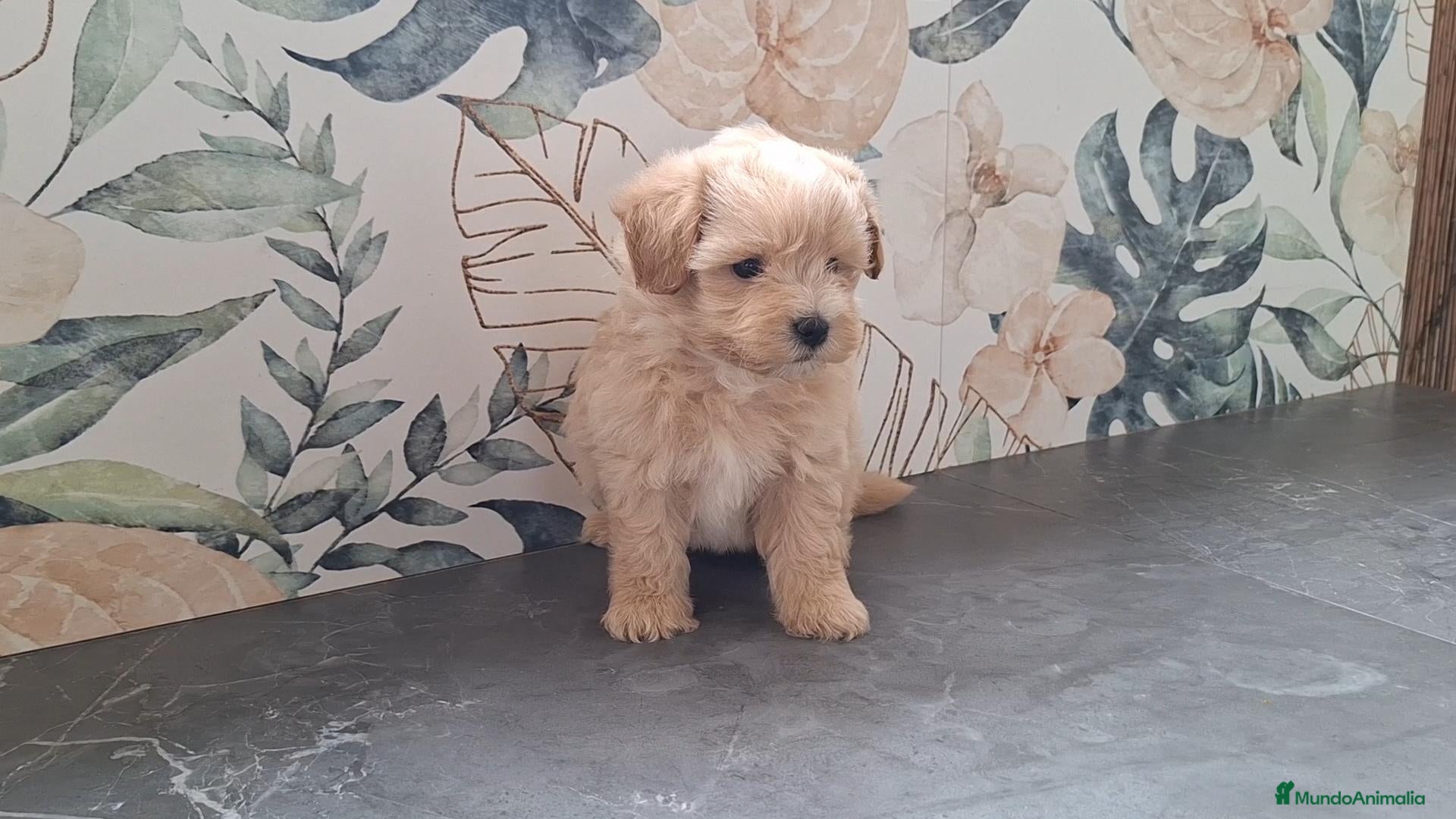 Maltipoo perros Cachorrito de Maltipoo  - Anuncio 2