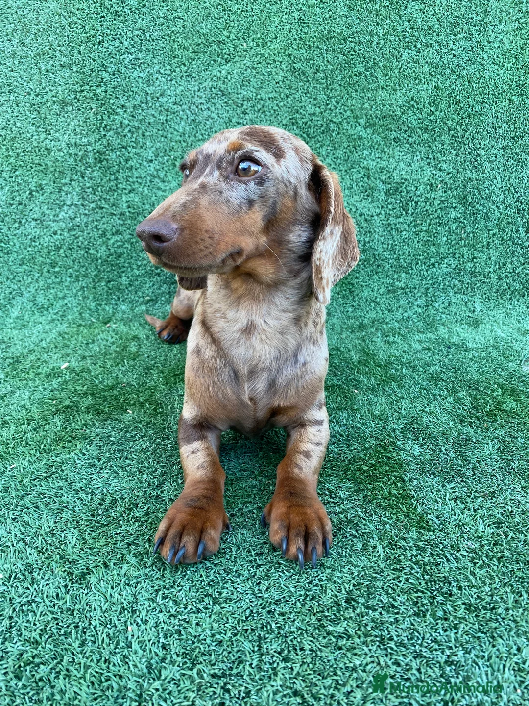 Imagen de galería {{count}}