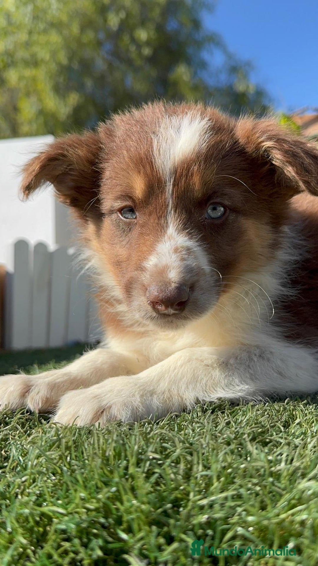 Border Collie perros en venta: BORDER COLLIE - Anuncio 34
