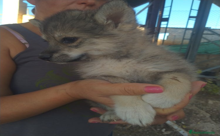 Pomsky perros - Anuncio 14