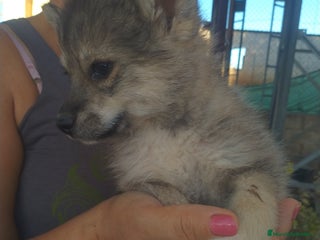 Pomsky perros - Anuncio 1