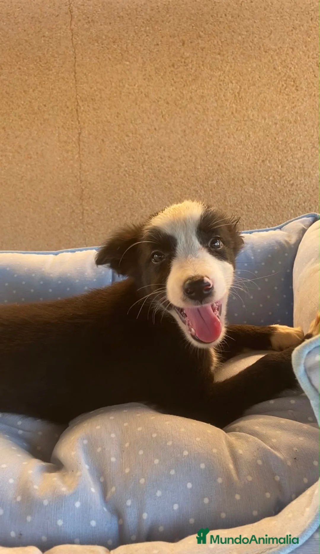 Border Collie perros en venta: CACHORROS BORDER COLLIE LÍNEA DE TRABAJO  - Anuncio 6