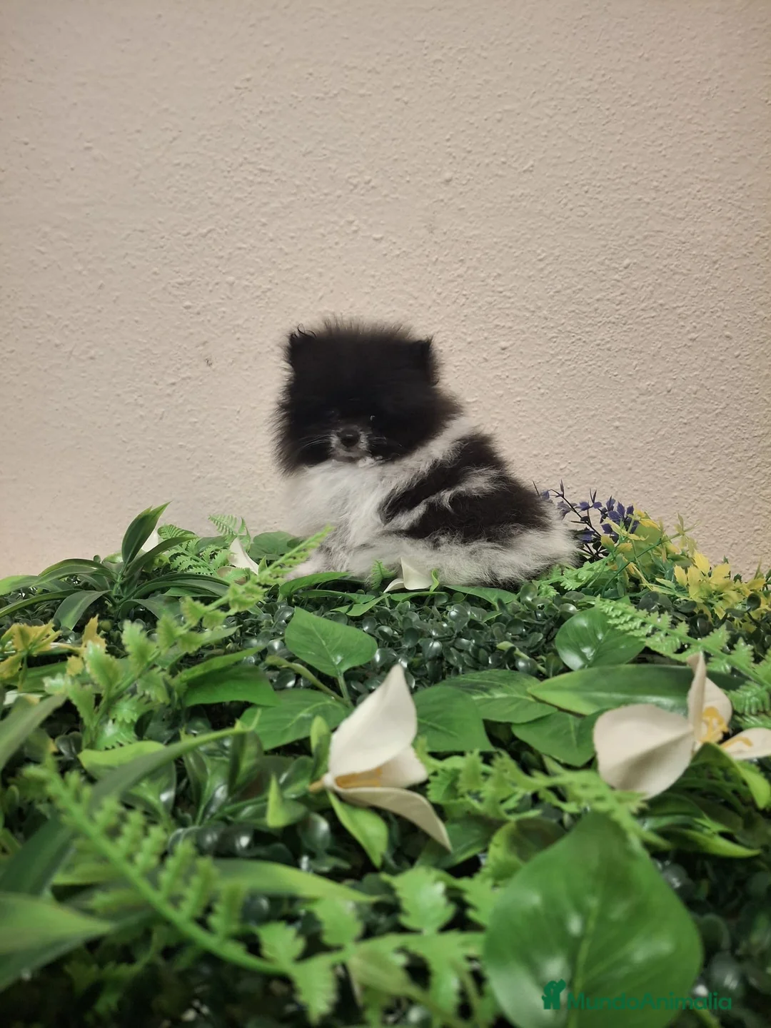 Pomerania perros en venta: Cachorro de Pomerania Lulu - Anuncio 2