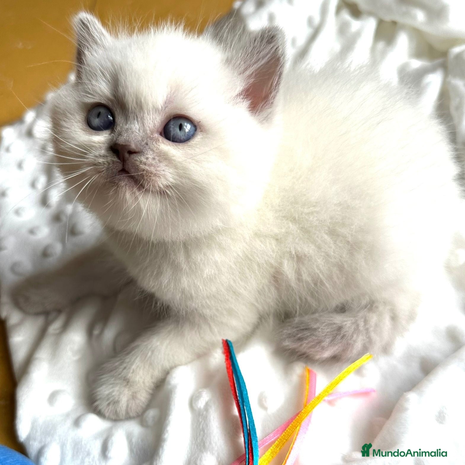 Británico de Pelo Corto gatos British Point  - Anuncio 2
